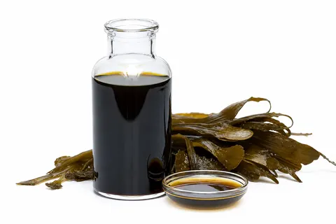 Seaweed Extract